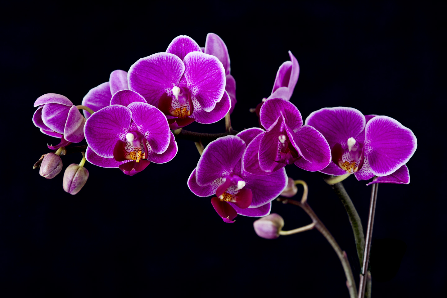 black piece of foamcore makes a great clean background these orchids ...